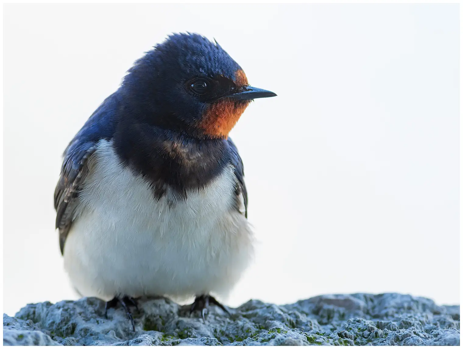 Hirondelle rustique