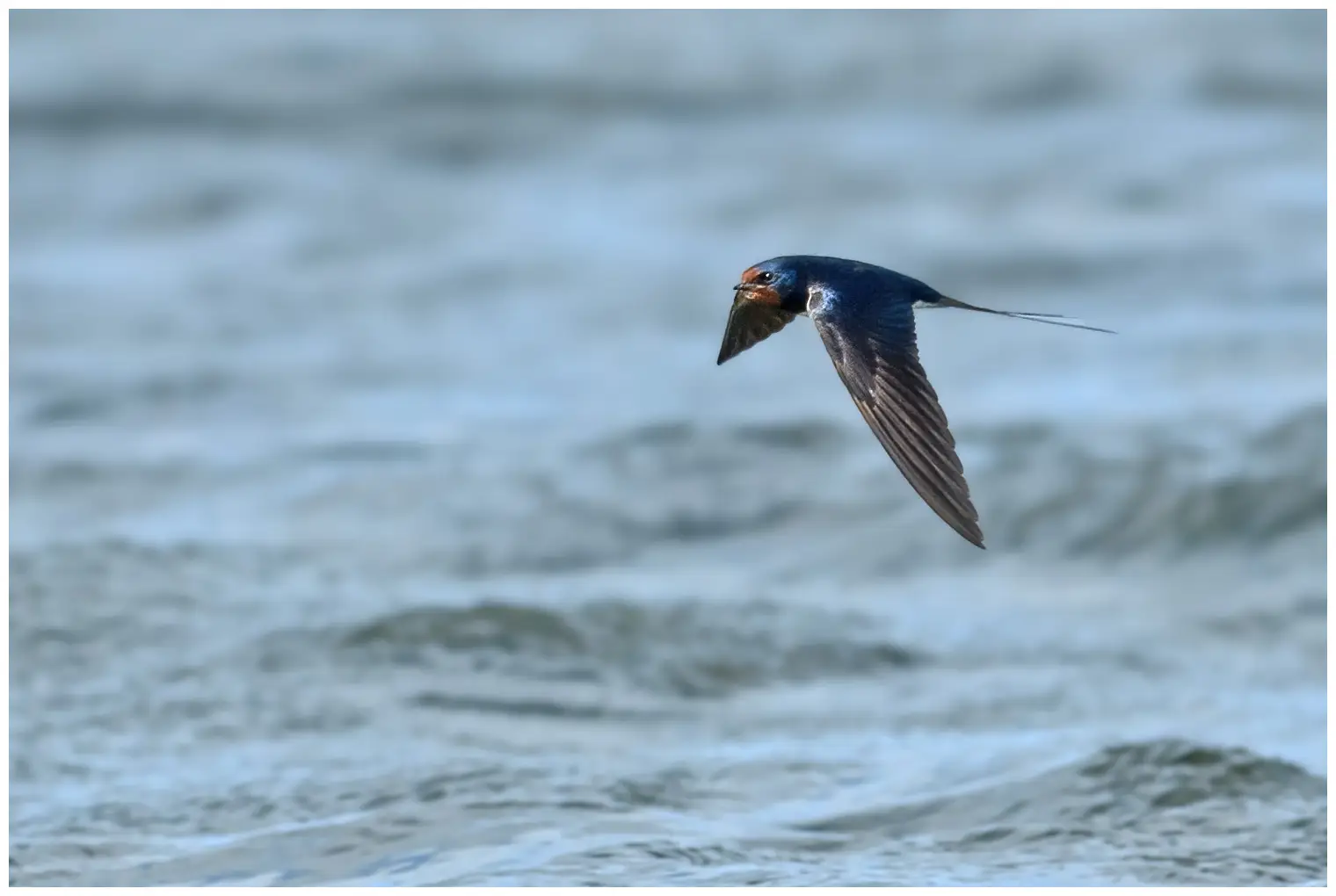 Hirondelle rustique