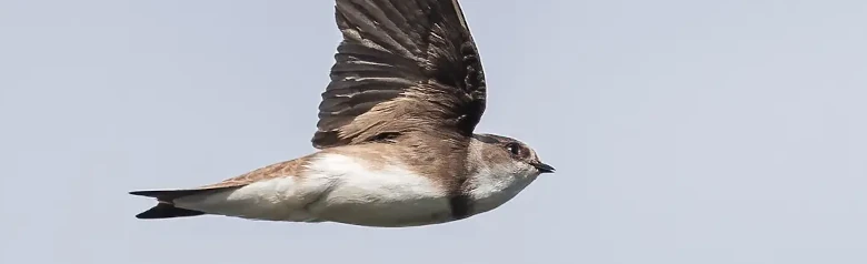 Hirondelle de rivage. Vu ici en vol. Dessus brun terne et dessous blanc, seulement interrompu par une bande brune distincte sur la poitrine.