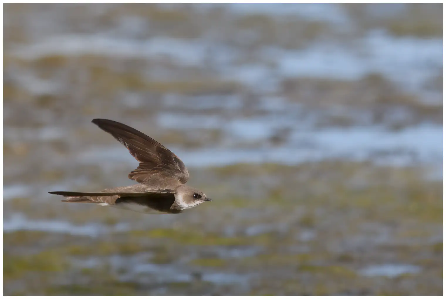 Hirondelle de rivage