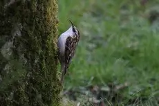 Grimpereau des bois