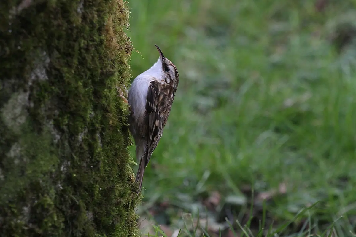 Grimpereau des bois
