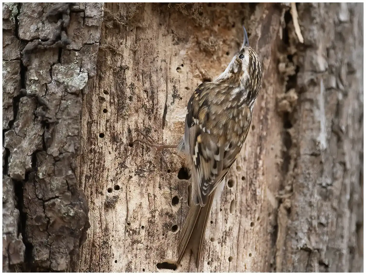 Grimpereau des bois