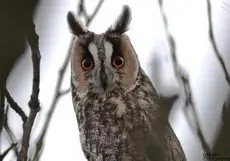 Hibou moyen-duc