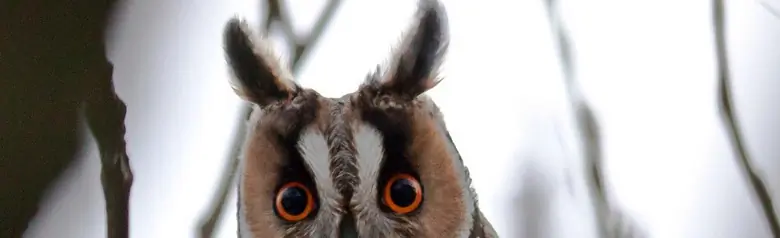 Hibou moyen-duc