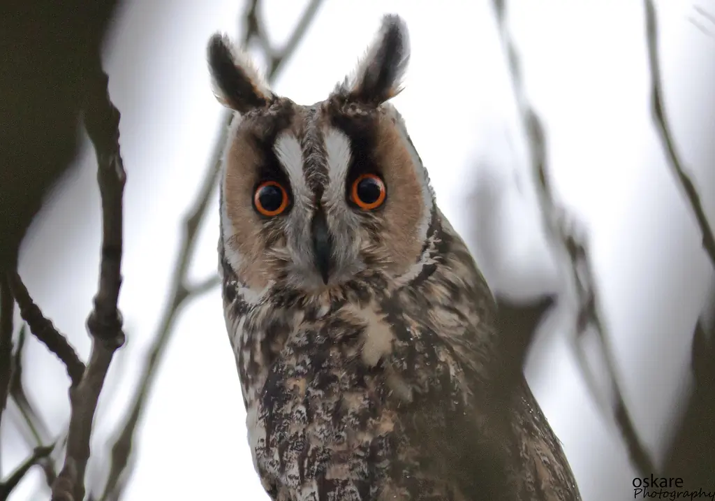 Hibou moyen-duc