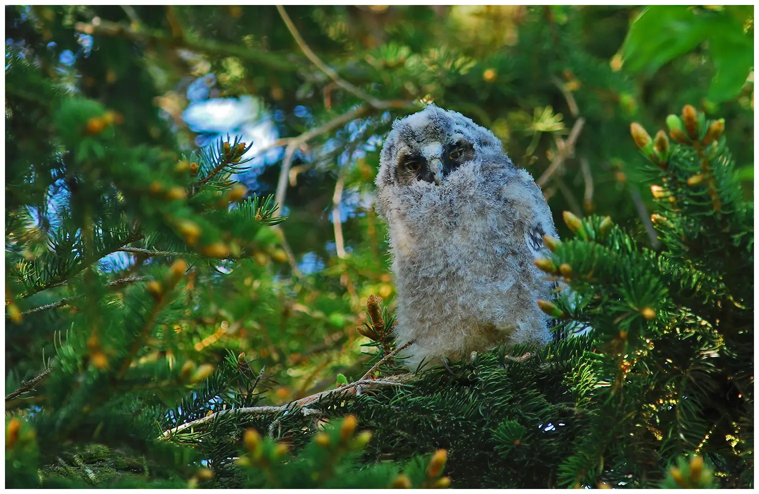 Hibou moyen-duc