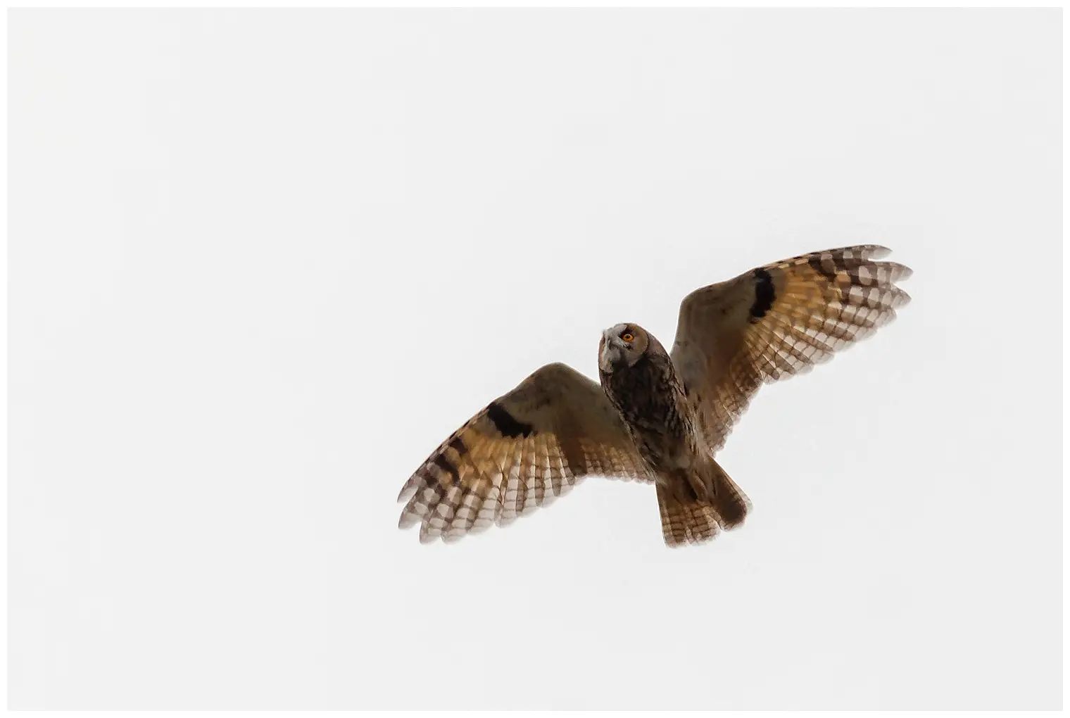 Hibou moyen-duc