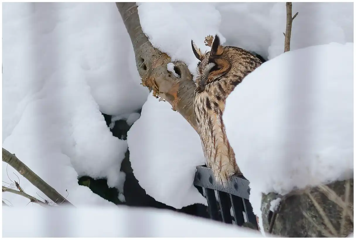 Hibou moyen-duc