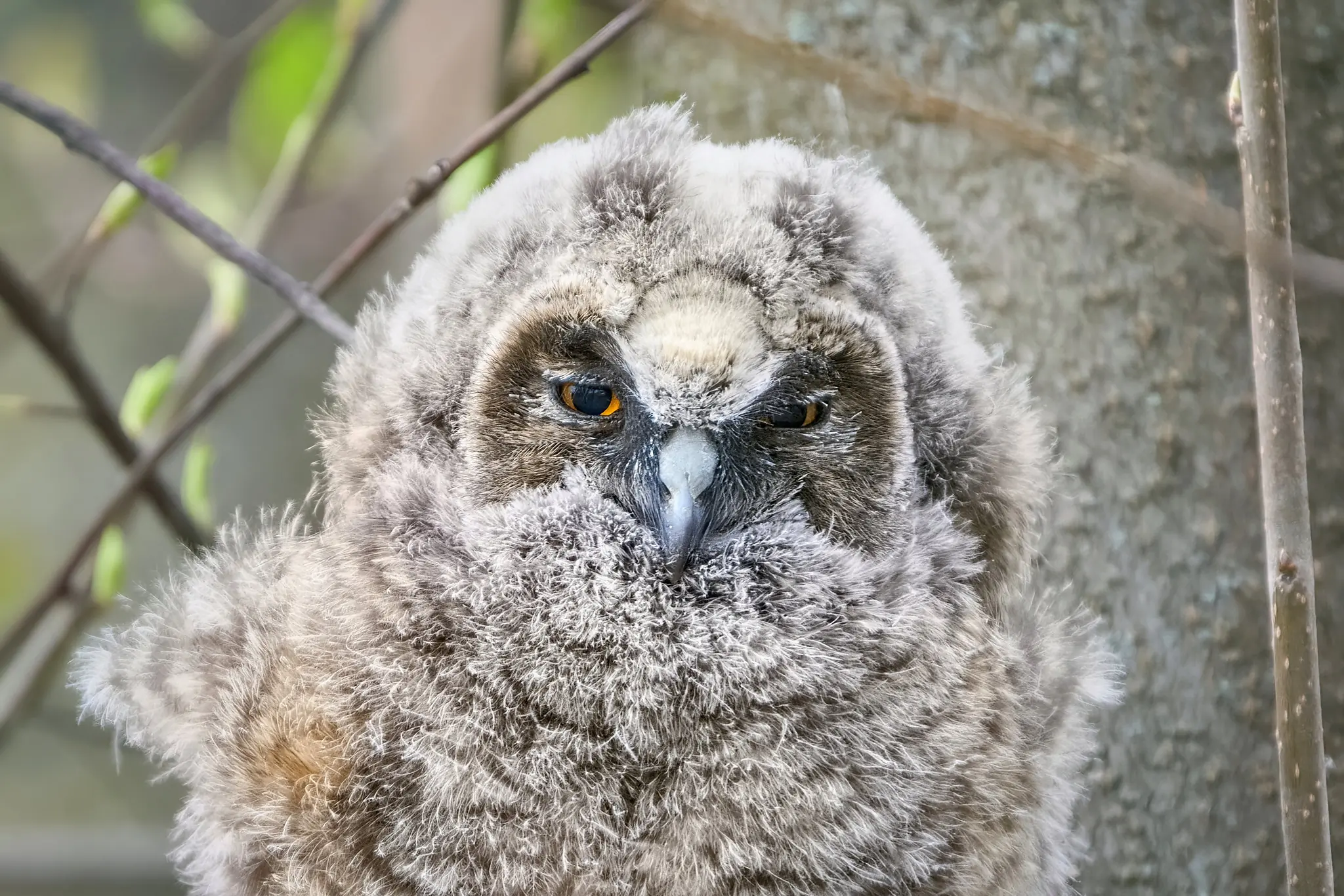 Hibou moyen-duc