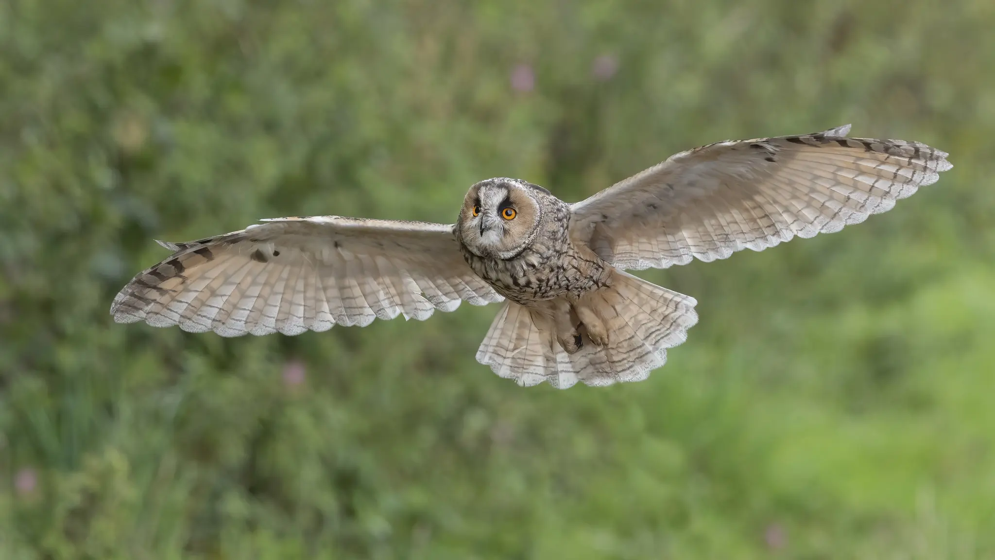 Hibou moyen-duc