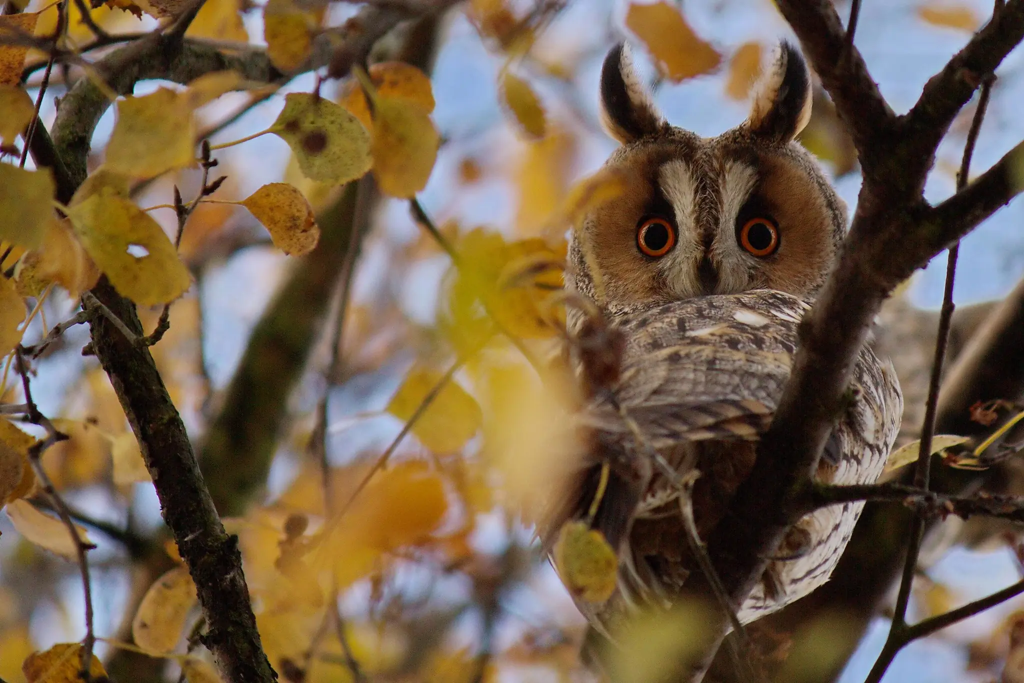 Hibou moyen-duc