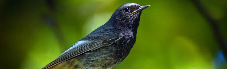 Rougequeue noir. Assis sur le bout d'une branche dans la forêt. Oiseau sombre dont le dessous de la queue est brun-rouge.