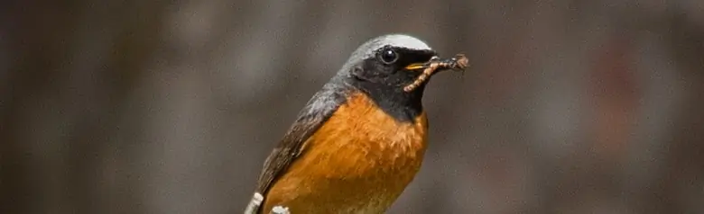 Rougequeue à front blanc. Assis sur une branche avec une chenille dans son bec. Calotte blanche, tête et cou noirs, poitrine rouge orangé.