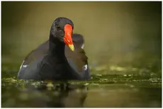 Gallinule poule-d'eau
