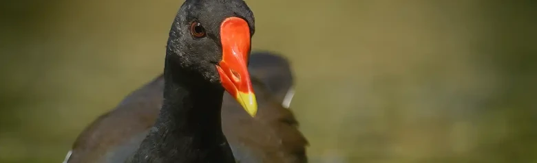 Gallinule poule-d'eau