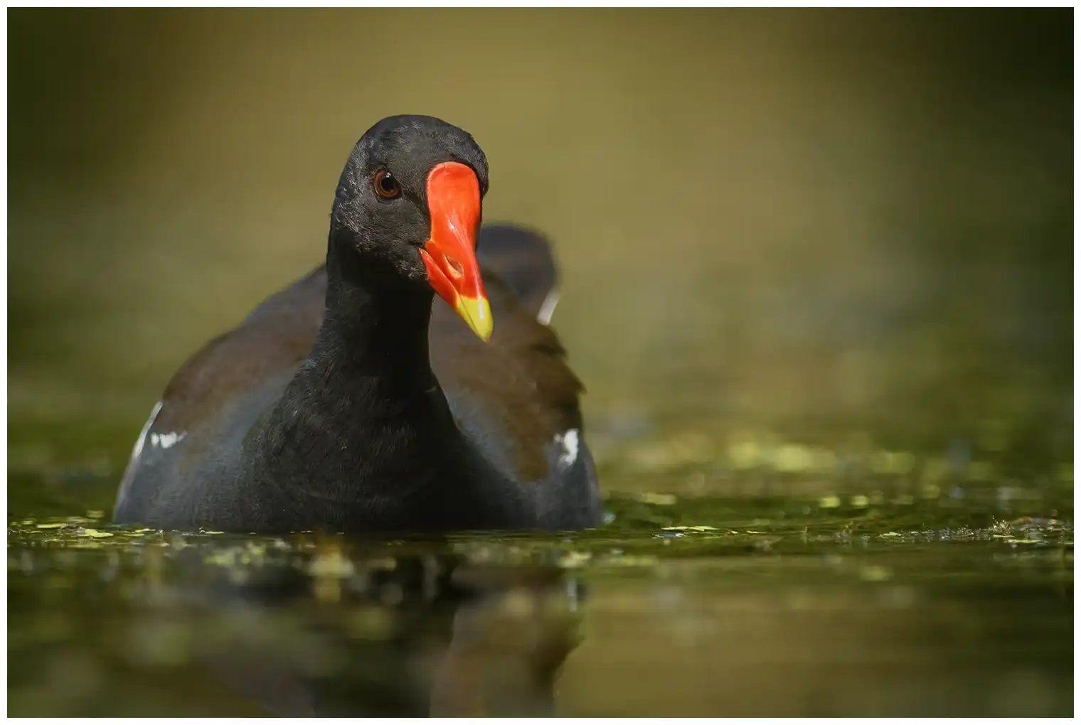 Gallinule poule-d'eau