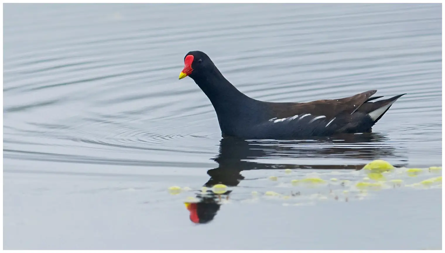 Gallinule poule-d'eau