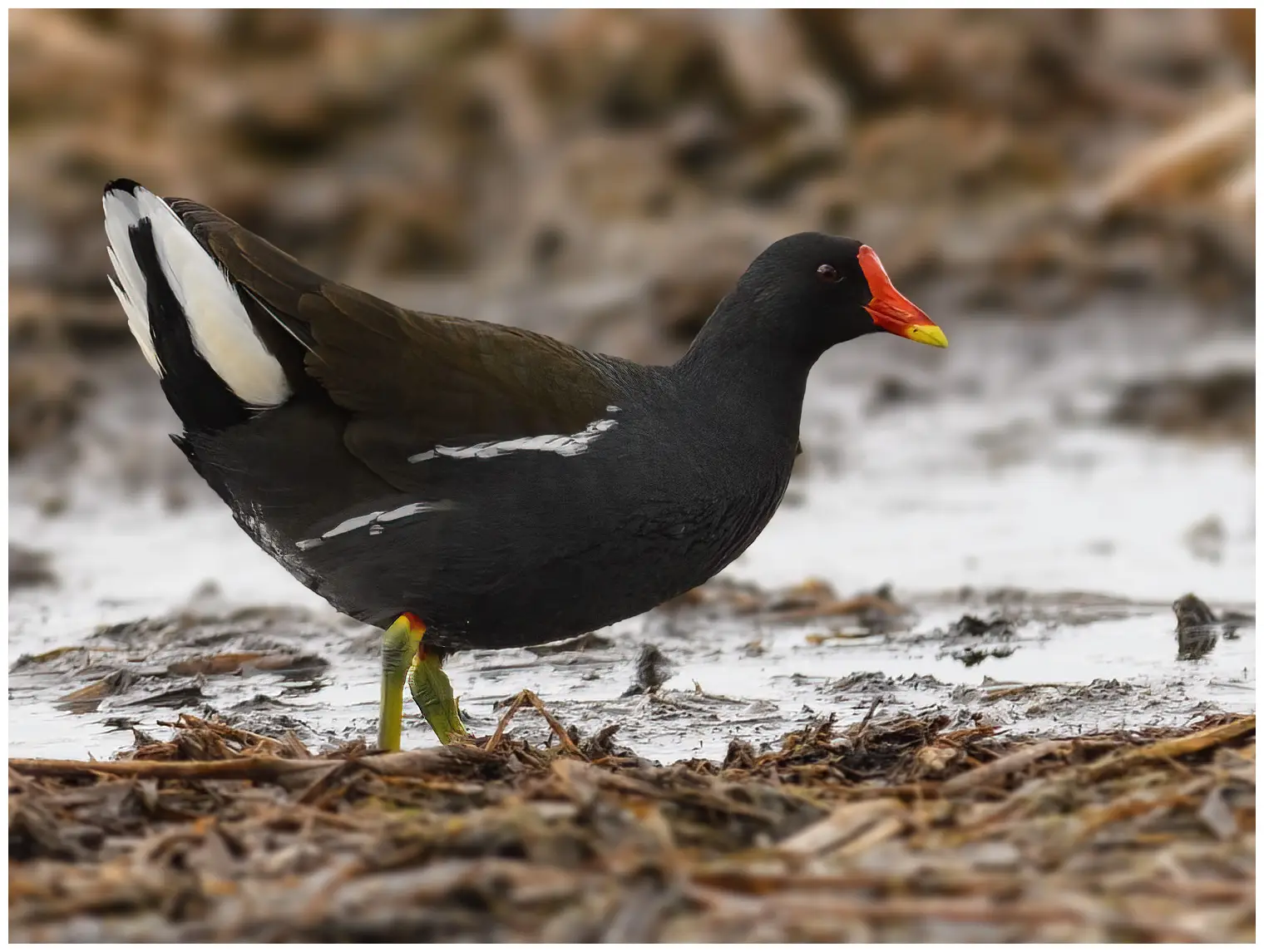 Gallinule poule-d'eau