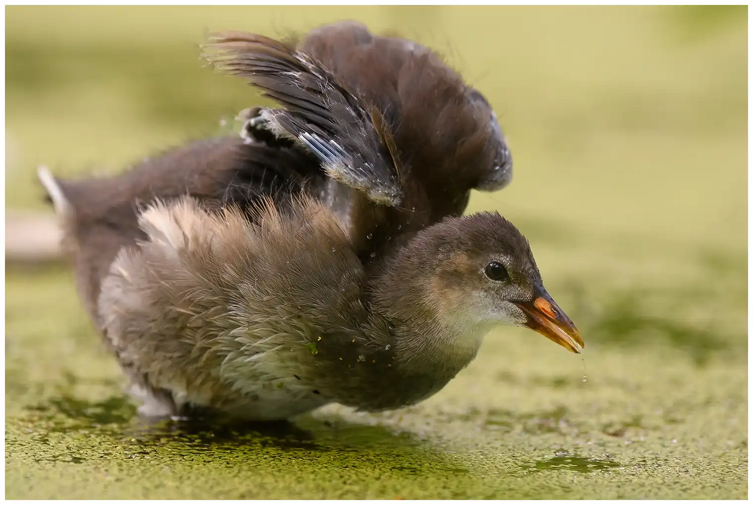 Gallinule poule-d'eau