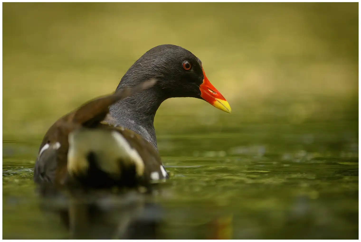 Gallinule poule-d'eau