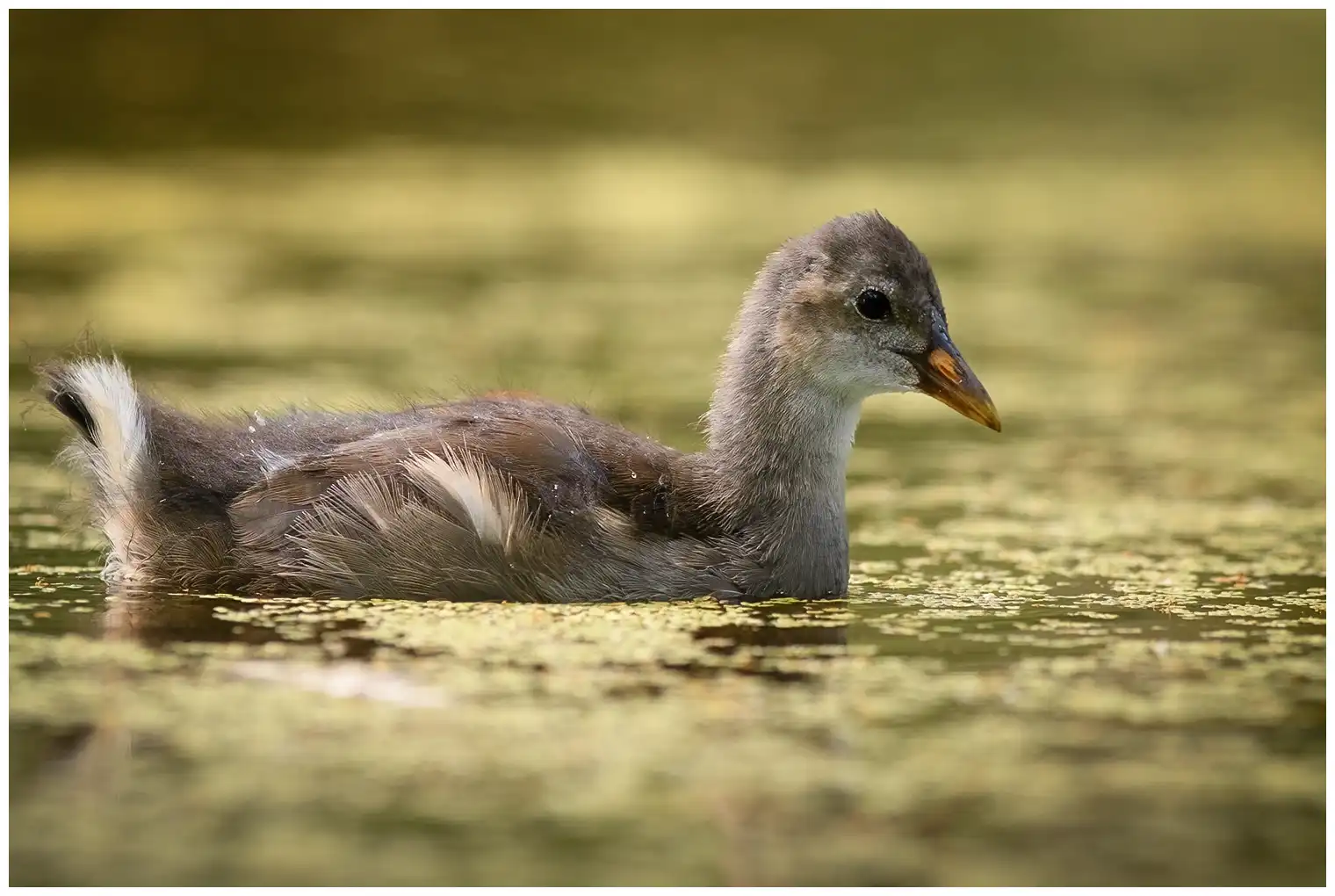 Gallinule poule-d'eau