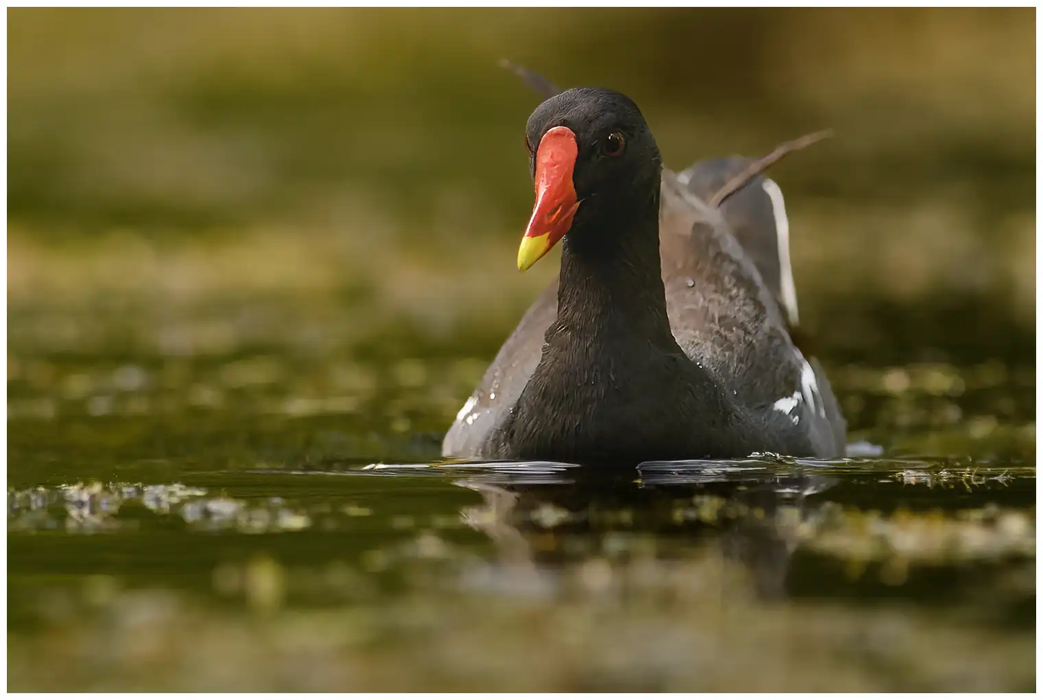 Gallinule poule-d'eau