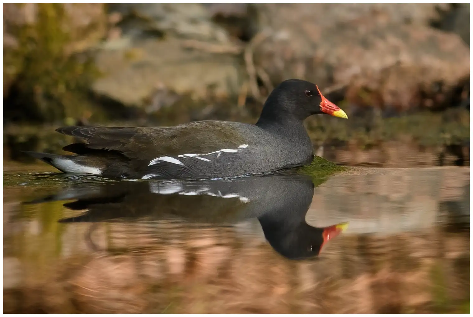 Gallinule poule-d'eau