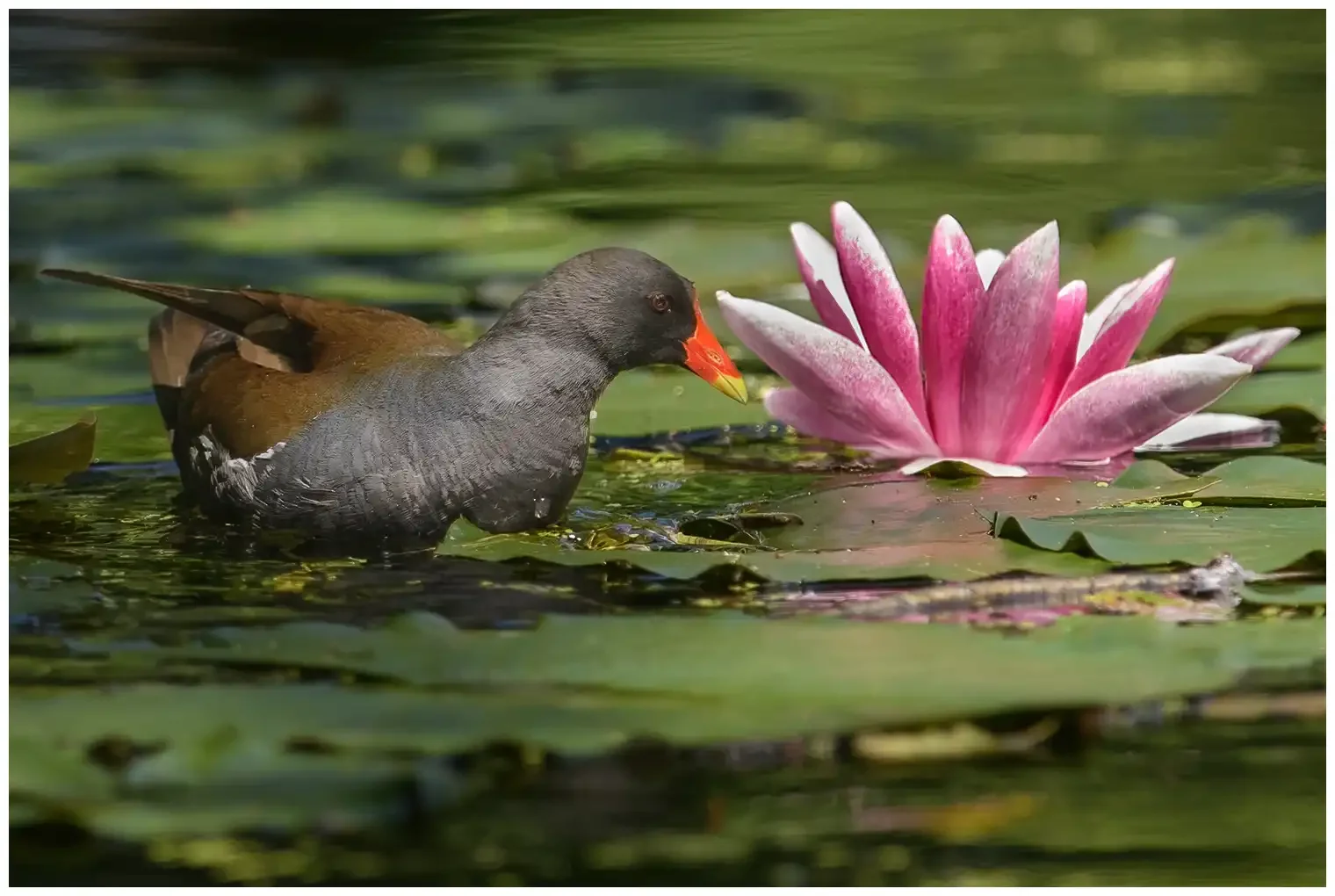 Gallinule poule-d'eau