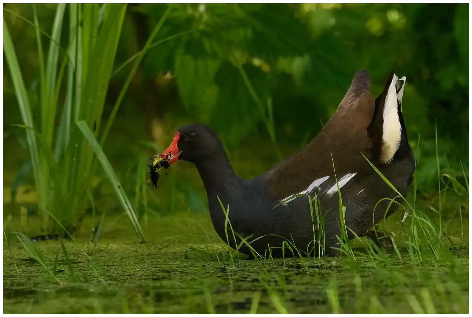Gallinule poule-d'eau