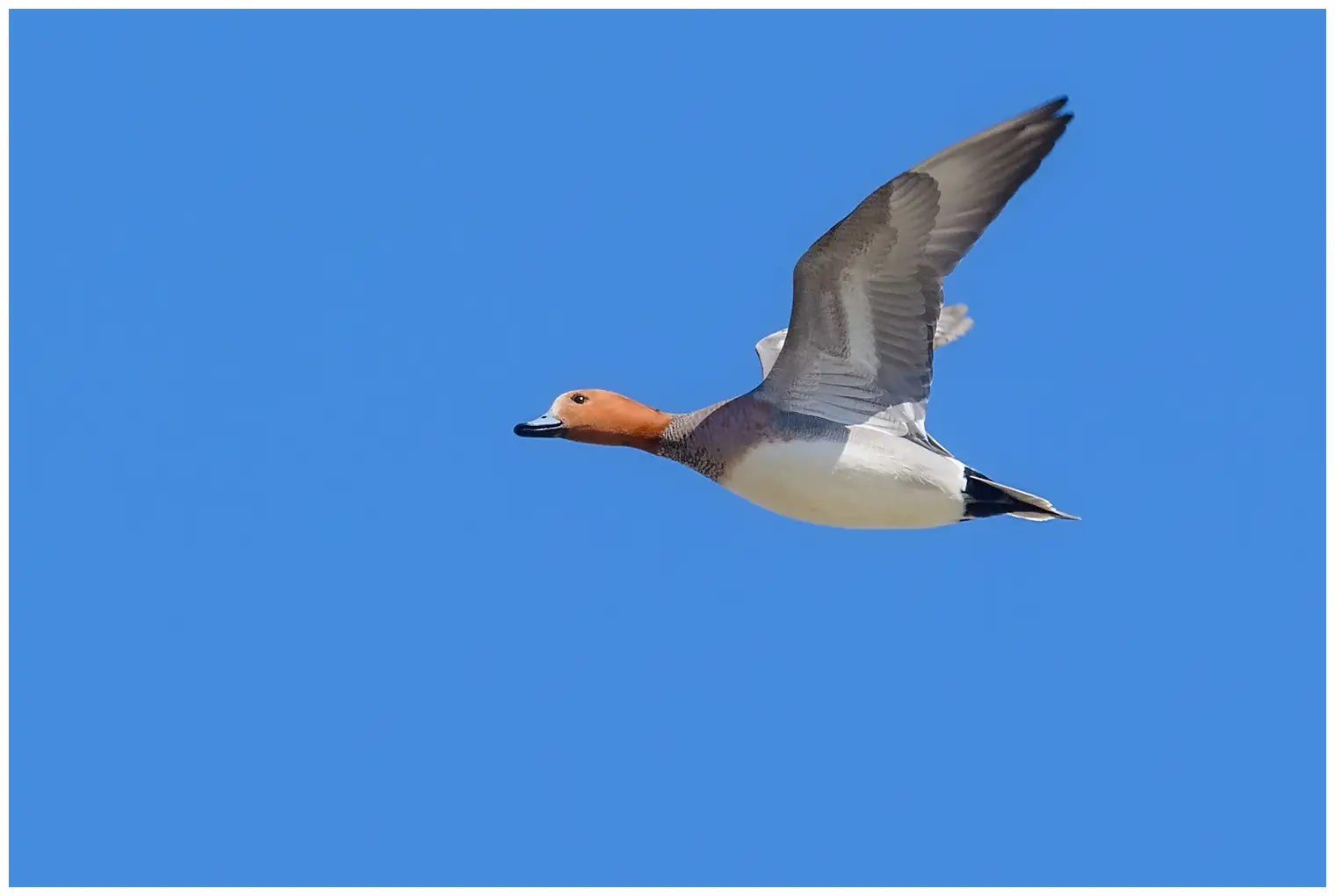 Canard siffleur