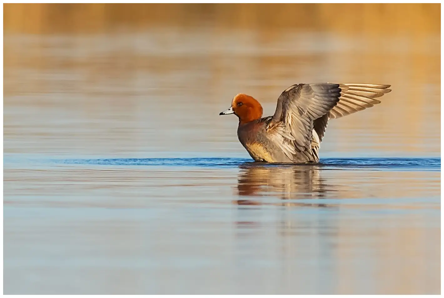 Canard siffleur