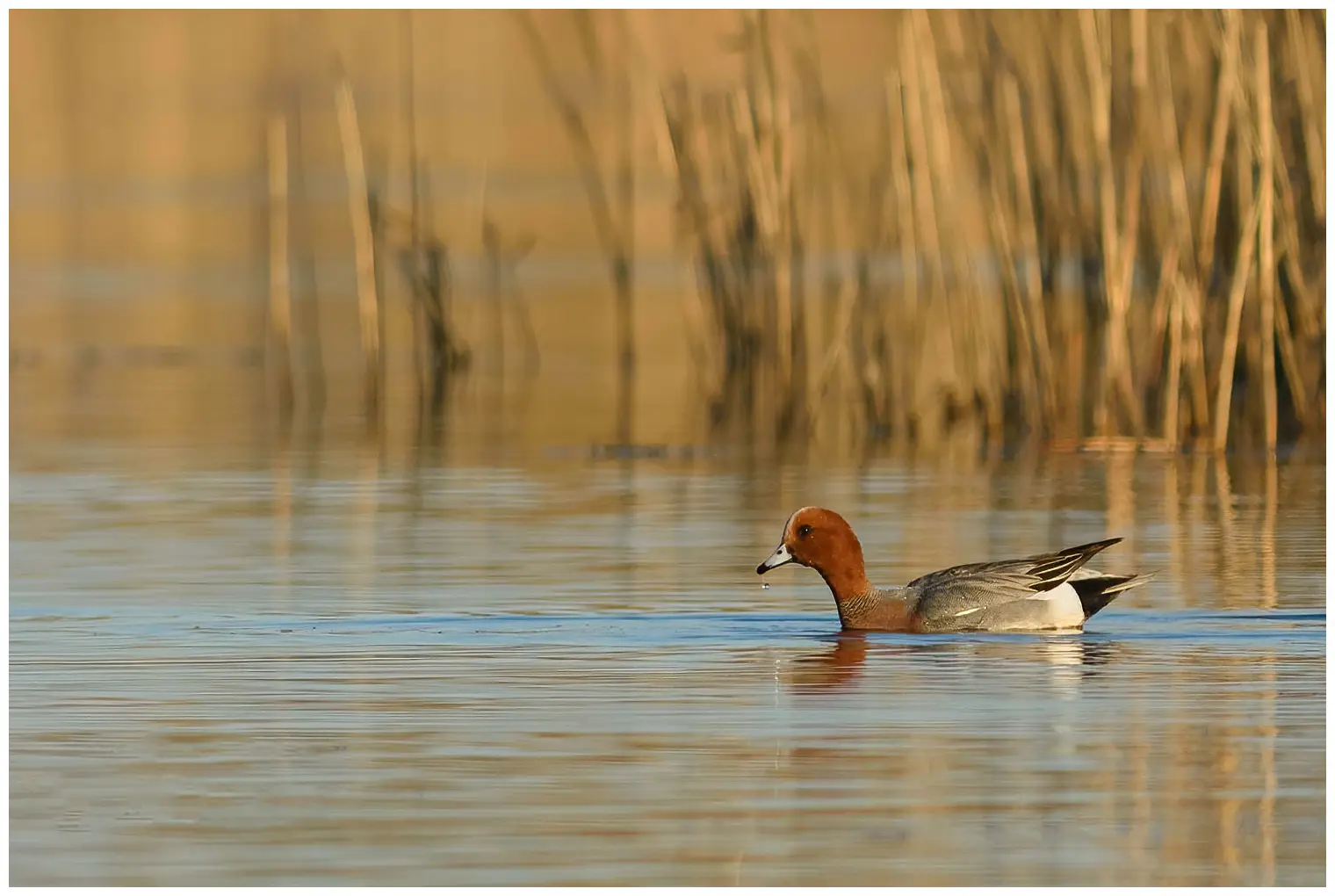 Canard siffleur