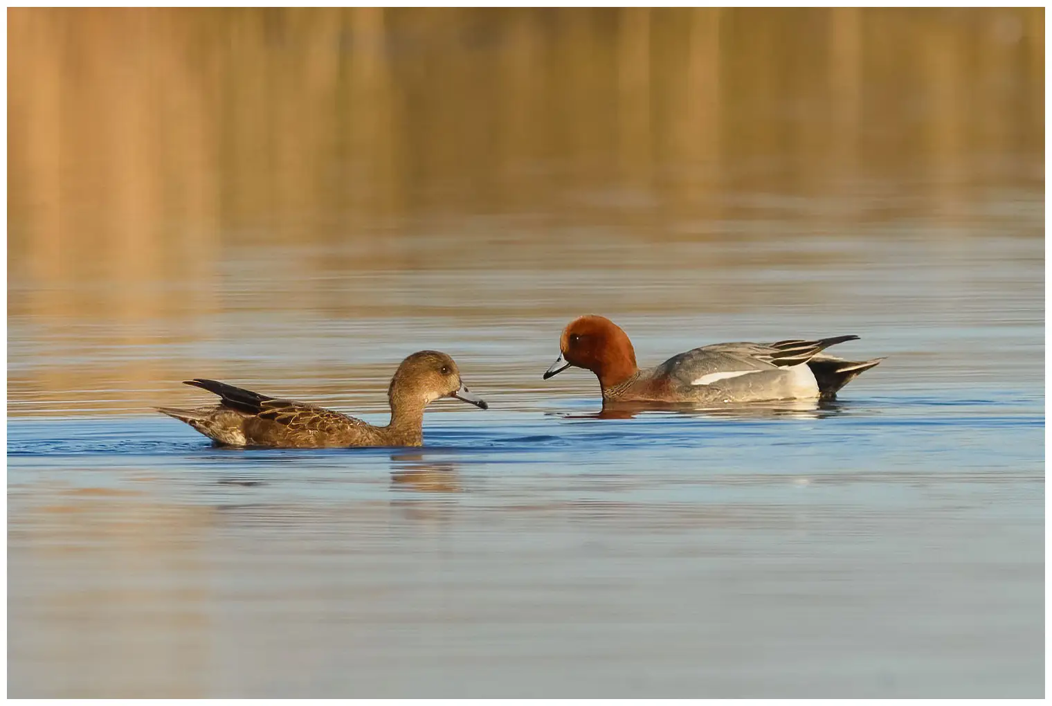 Canard siffleur
