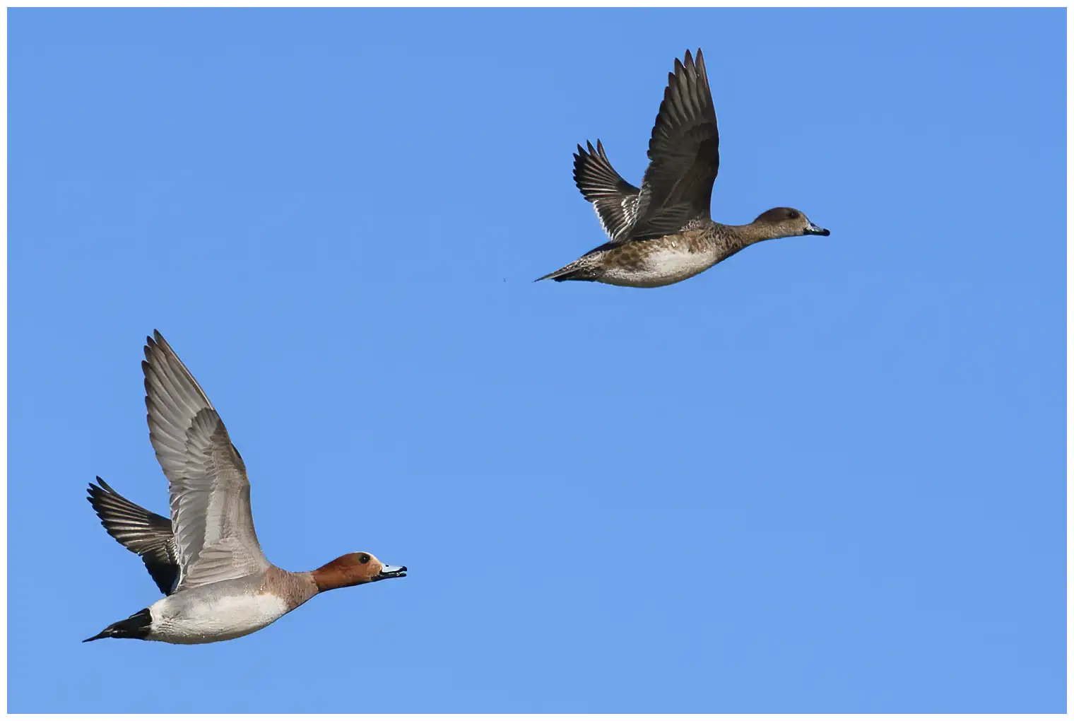 Canard siffleur