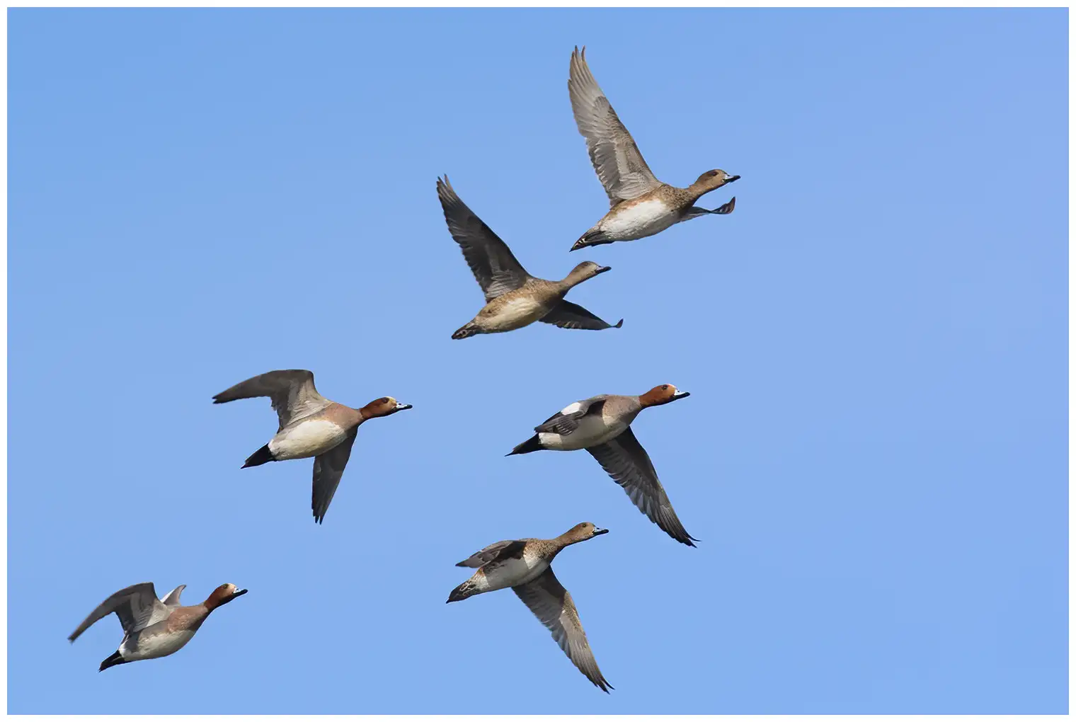 Canard siffleur