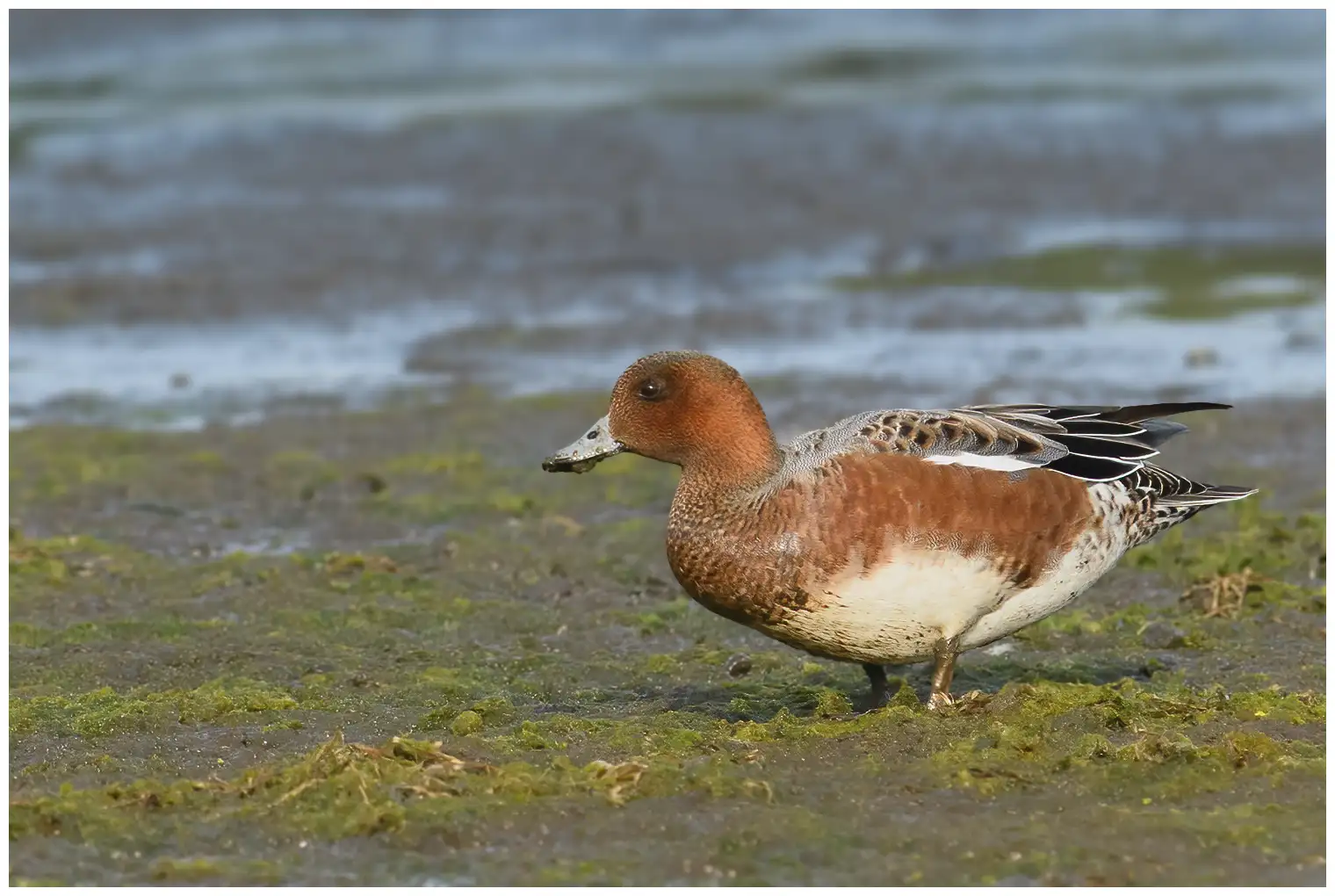 Canard siffleur