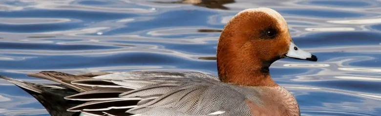 Un canard siffleur repose sur l'eau au milieu d'un troupeau de canards siffleurs.