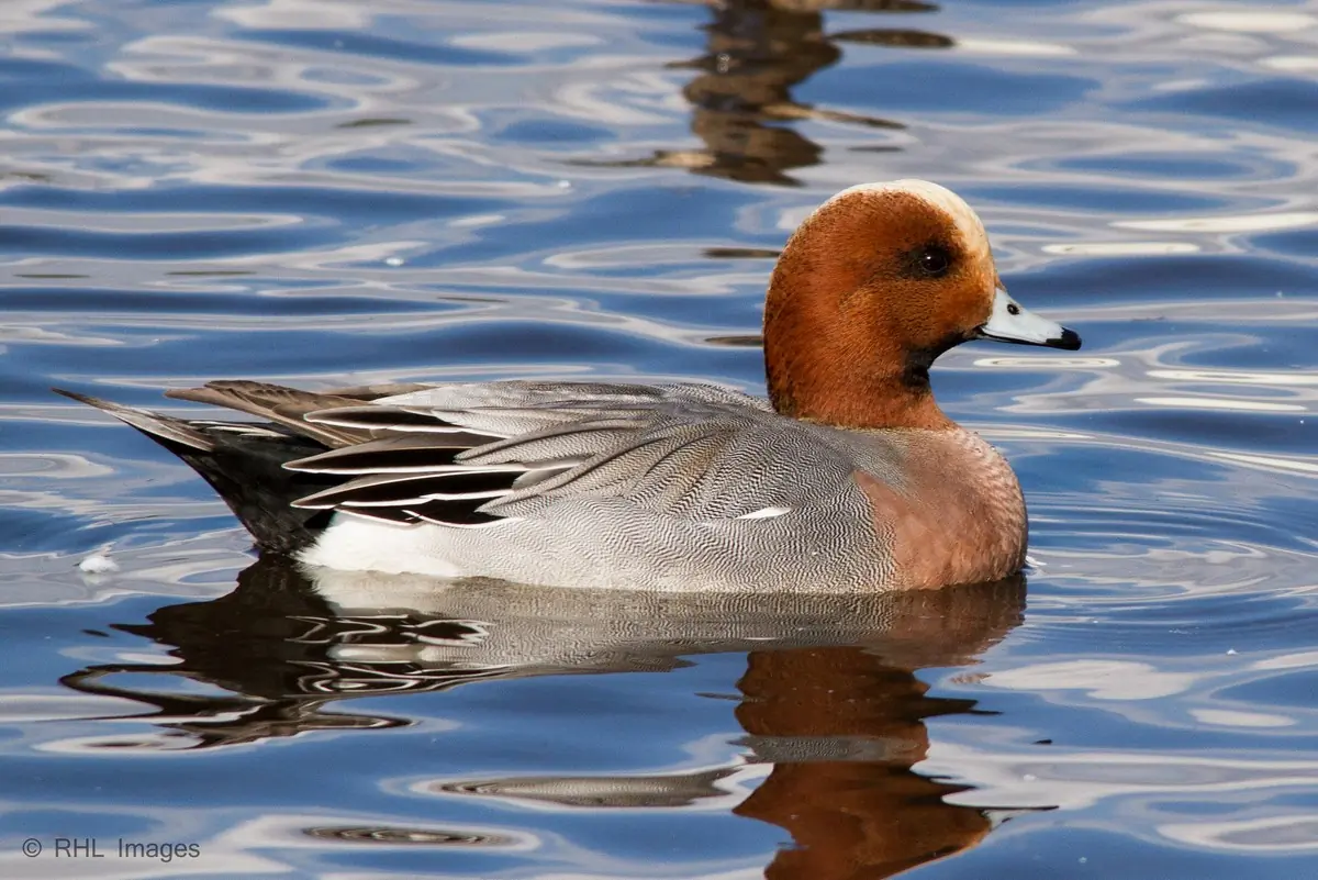 Un canard siffleur repose sur l'eau au milieu d'un troupeau de canards siffleurs.