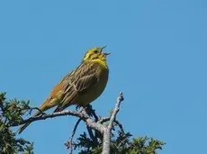 Bruant jaune