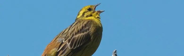 Bruant jaune