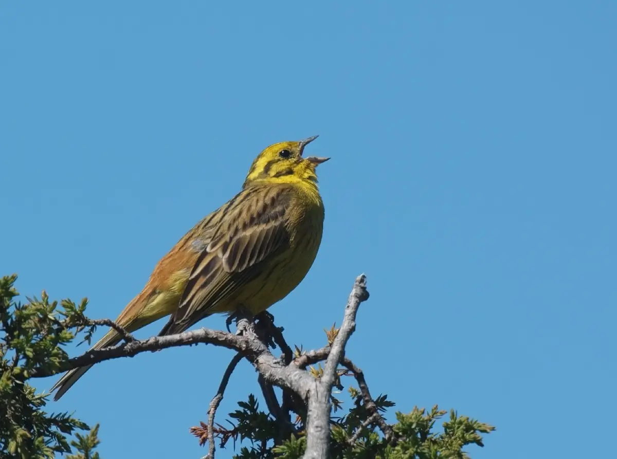 Bruant jaune