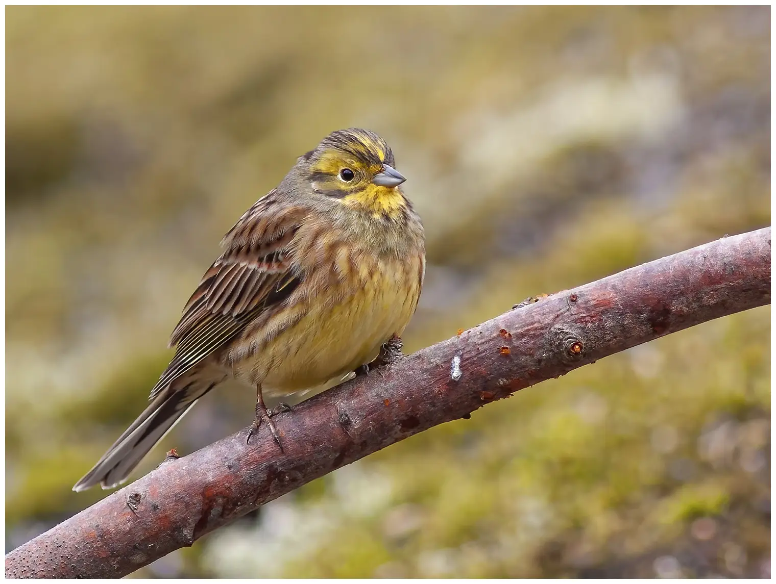 Bruant jaune