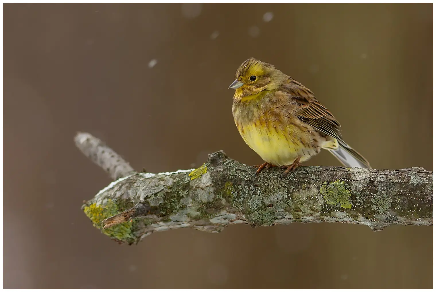 Bruant jaune