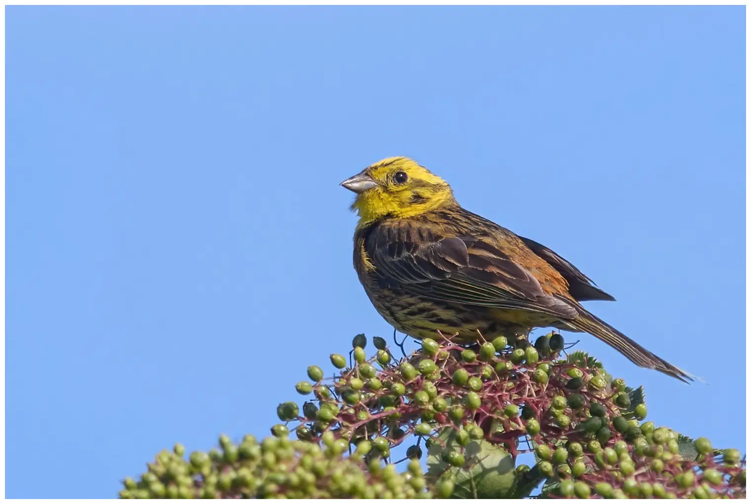 Bruant jaune