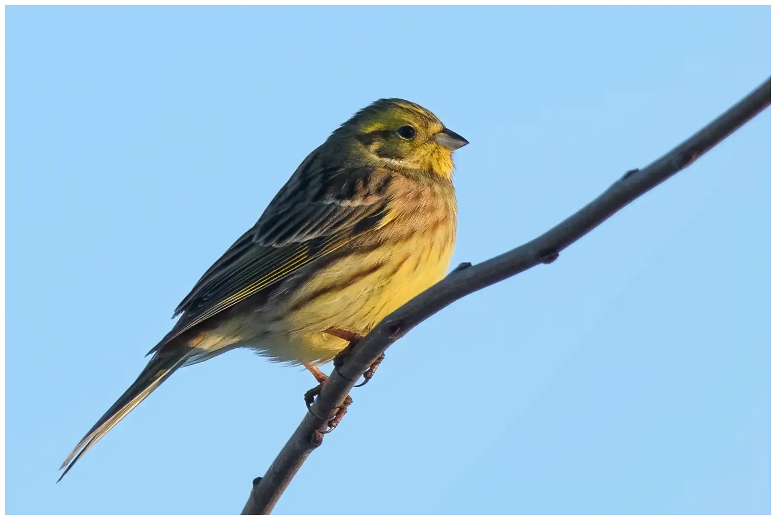 Bruant jaune