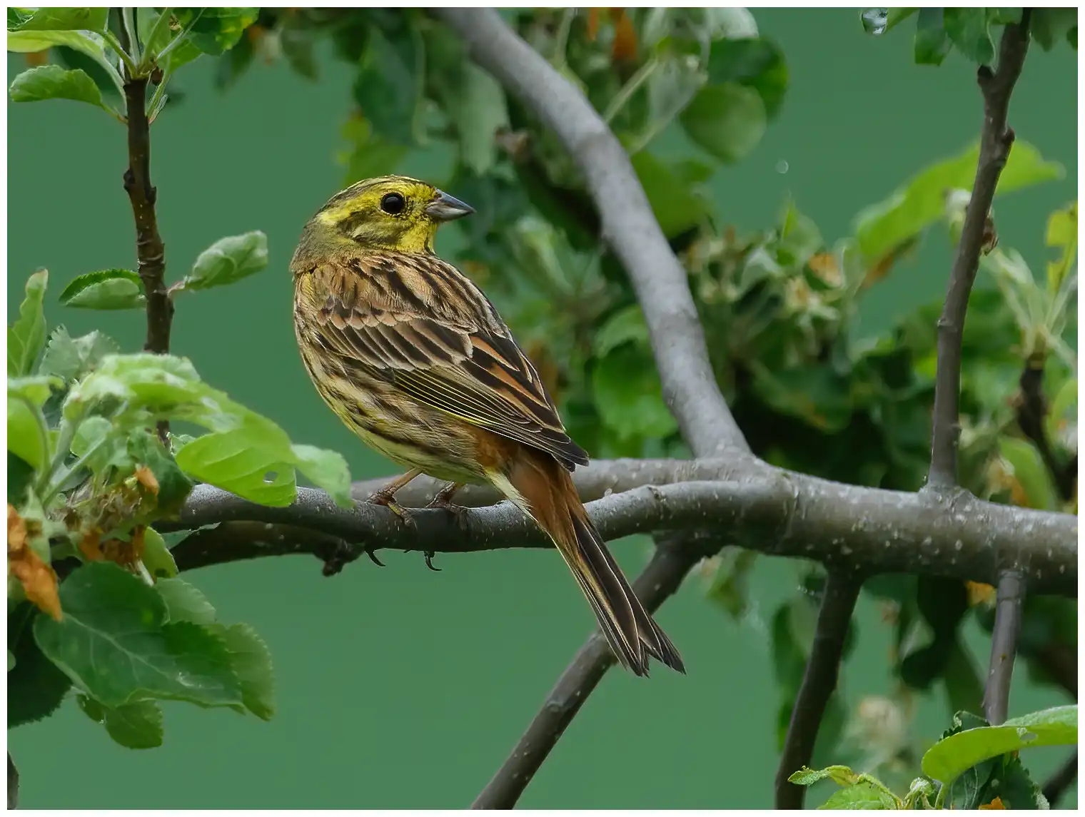 Bruant jaune
