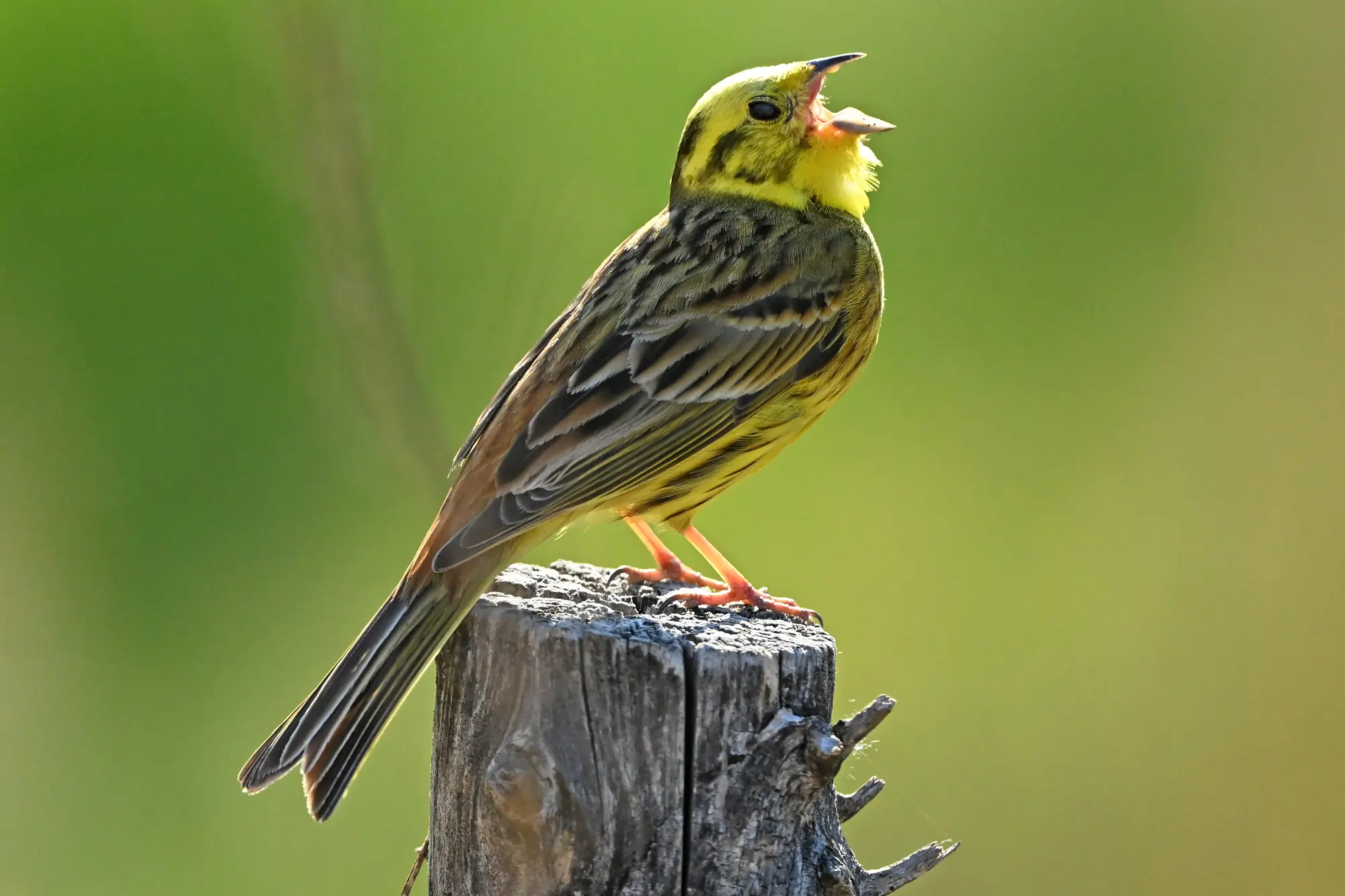 Bruant jaune