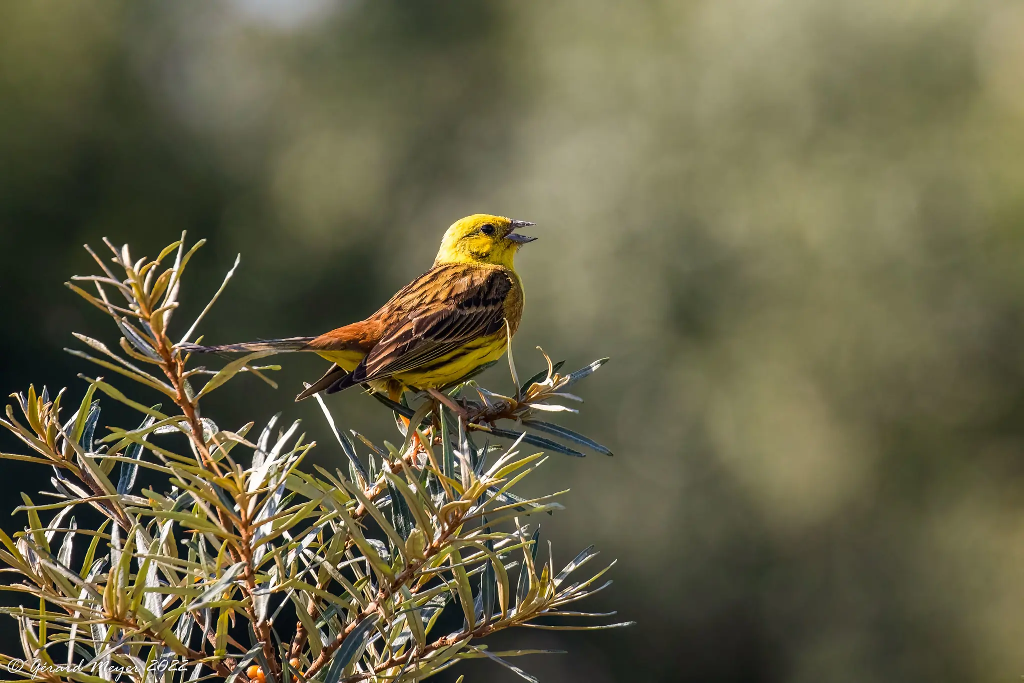 Bruant jaune