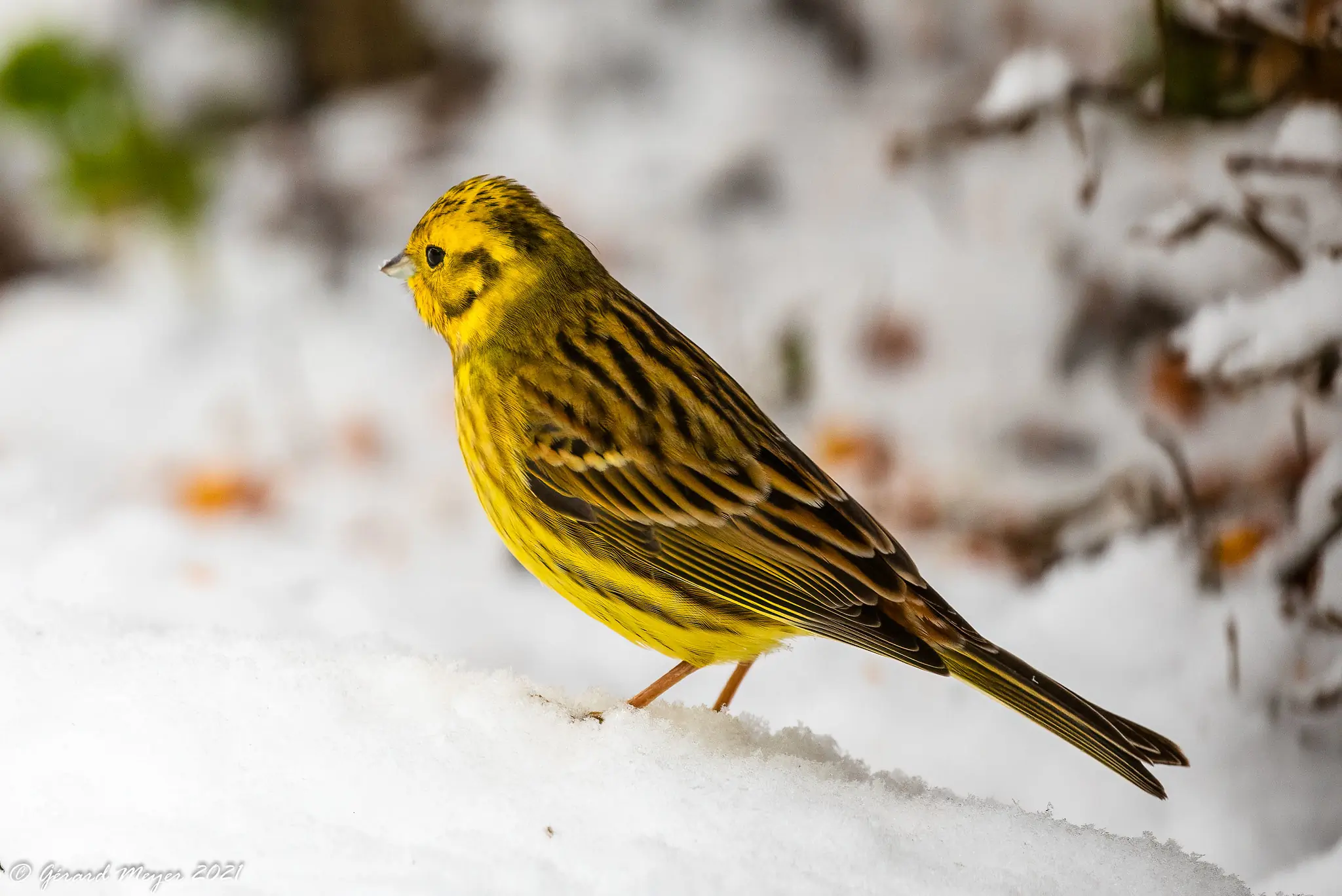 Bruant jaune